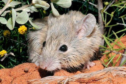 Un ejemplar de ratón de Gould, especie redescubierta en más de un siglo después de que se creyera extinguida.