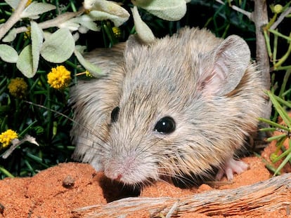 Un ejemplar de ratón de Gould, especie redescubierta en más de un siglo después de que se creyera extinguida.