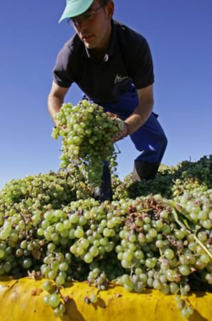 A worker at a vineyard in Los Llanos, Ciudad Real province.