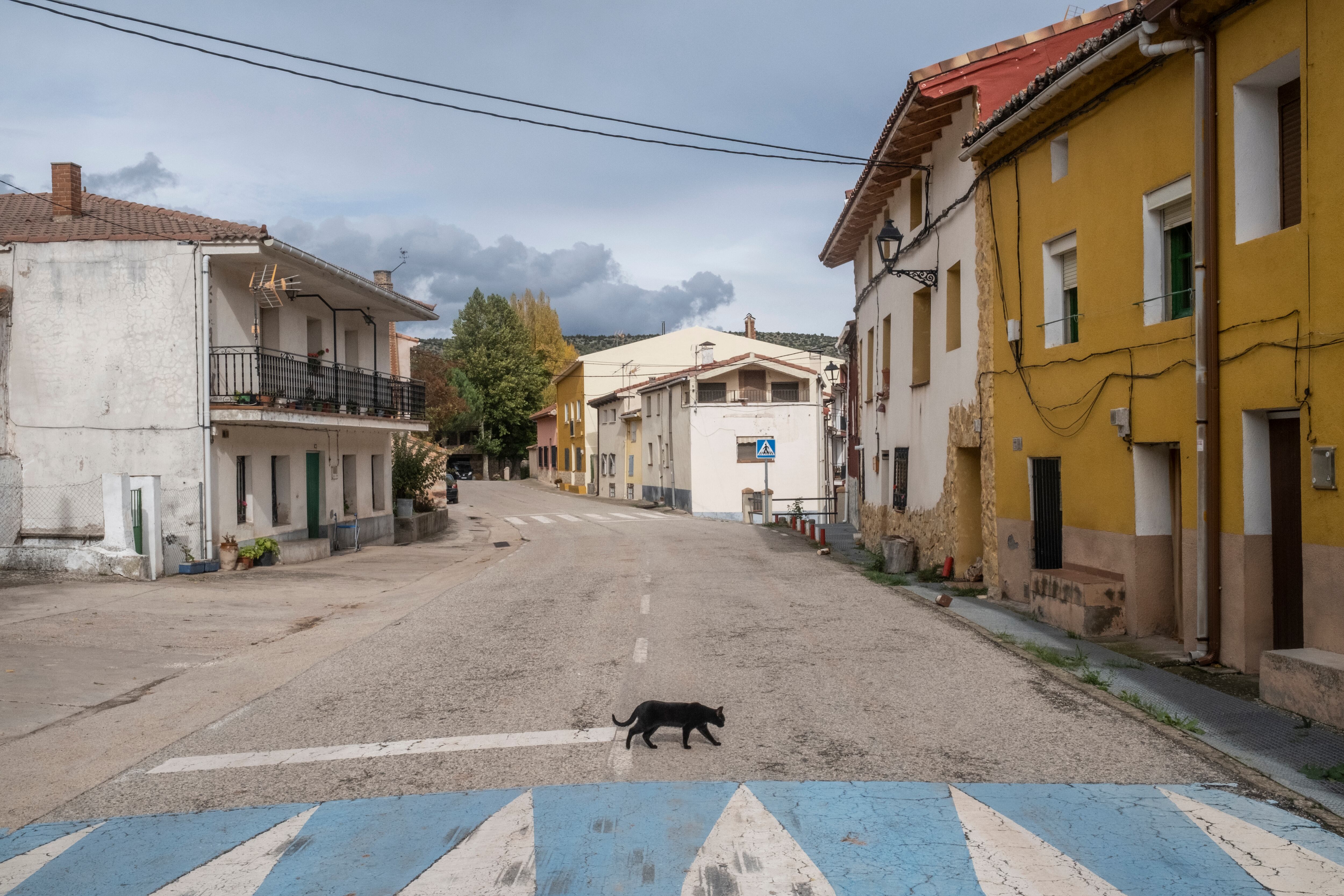 Un gato atraviesa la calzada en Saelices de la Sal.