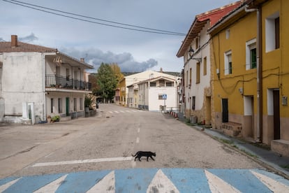 Un gato atraviesa la calzada en Saelices de la Sal.
