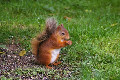 Una ardilla roja.