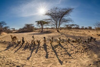 La mayoría de los habitantes de Turkana ha perdido a sus animales por la sequía o se los han robado.  Estas carcasas son un grito de socorro. Poner de pie a sus animales muertos a lo largo de la carretera es la única manera que la gente de Turkana cree que puede ser escuchada. Este es un año electoral en Kenia y sus voces están siendo ahogadas por la política.
