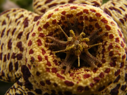 Patrón de manchas de la flor 'Orbea variegata'. Se trata de una especie de planta con flor conocida como la flor estrella. Es nativa de la franja costera de Western Cape de Sudáfrica y crece durante la temporada de lluvias invernales.