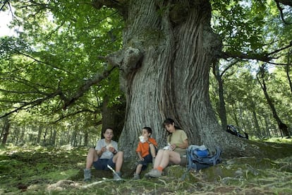 Un grupo de excursionistas merienda al pie de un árbol en el parque natural del valle de Iruelas, en la provincia de Ávila.