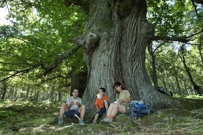 Un grupo de excursionistas merienda al pie de un árbol en el parque natural del valle de Iruelas, en la provincia de Ávila.