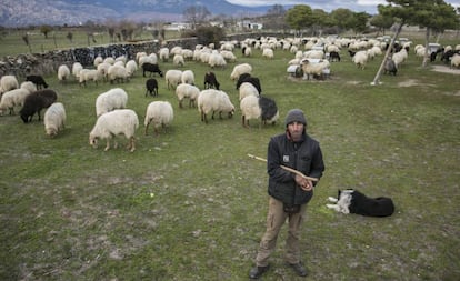 Ovejas de la especie en extinción Rubia del Molar en la trashumancia 'Rebaño por el clima'