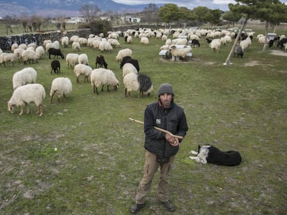 Ovejas de la especie en extinción Rubia del Molar en la trashumancia 'Rebaño por el clima'