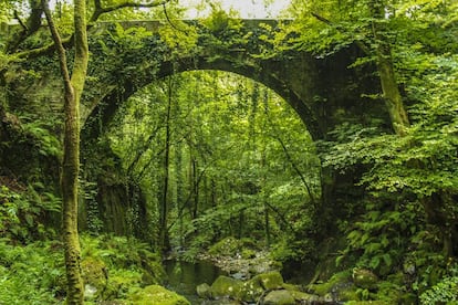 Parque natural de Fragas do Eume, en la provincia de A Coruña.