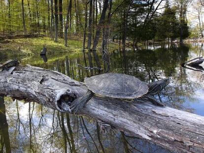 tortugas fuera del agua captadas durante el estudio en Canadá.