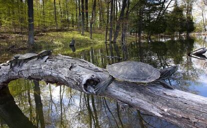 tortugas fuera del agua captadas durante el estudio en Canadá.
