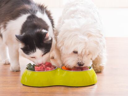 Un perro y un gato se alimentan con productos naturales.