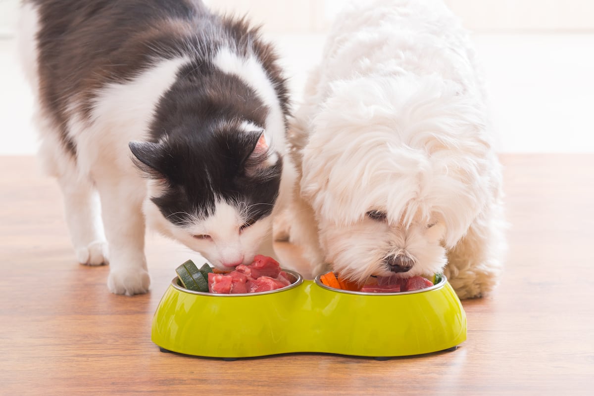 puede un perro comer comida para gatos 1 vez