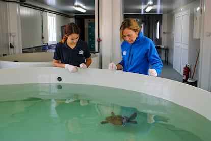 Dos especialistas trabajan con tortugas en el Crama (Centro de Recuperación de Animales Marinos de Asturias) de la Fundación Bioparc.