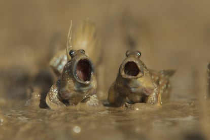 Os peixes de lama têm talento. O britânico Daniel Trim fez esta foto de dois peixes de lama em Krabi, na Tailândia. “Eles estão lutando por território, mas parece que estão cantando um dueto poderoso”, afirma Trim.