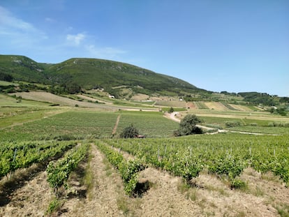 Viñedos en la zona de Alenquer, parte del recorrido de Palmilhar Portugal, en una imagen cedida por la propia organización.