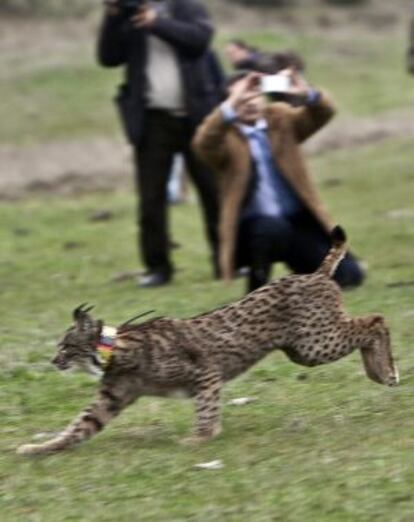 El lince Junípero, tras la suelta realizada en Córdoba.