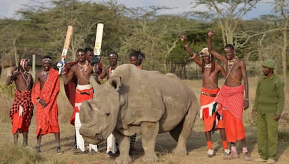 Fotografia de arquivo do último macho de rinoceronte branco do norte que restava junto ao povo massai, em junho do ano passado