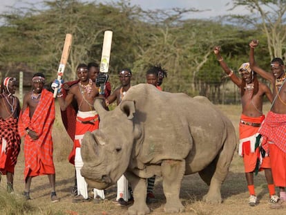 Fotografia de arquivo do último macho de rinoceronte branco do norte que restava junto ao povo massai, em junho do ano passado