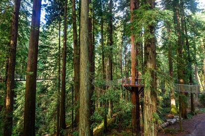 En las profundidades del bosque de secuoyas reina un silencio ocasionalmente roto por los pasos de los visitantes del Redwood Sky Walk, un conjunto de puentes colgantes y plataformas de madera a 30 metros del suelo inaugurado el pasado 4 de junio en el Sequoia Park de Eureka, en el condado californiano de Humboldt. El nuevo sendero aéreo es accesible para personas con discapacidad y tiene una longitud de casi 400 metros. Más información: <a href="https://redwoodskywalk.com/" target="_blank">redwoodskywalk.com</a>