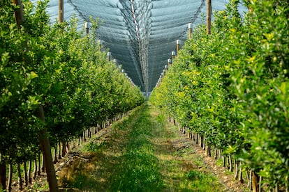 Plantación de manzanos en Burgo de Osma, Soria. Imagen proporcionada por la empresa Nufri.