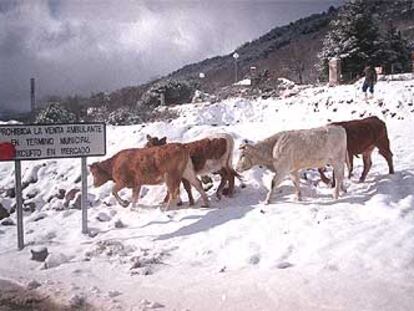 Un grupo de vacas en la sierra madrileña.