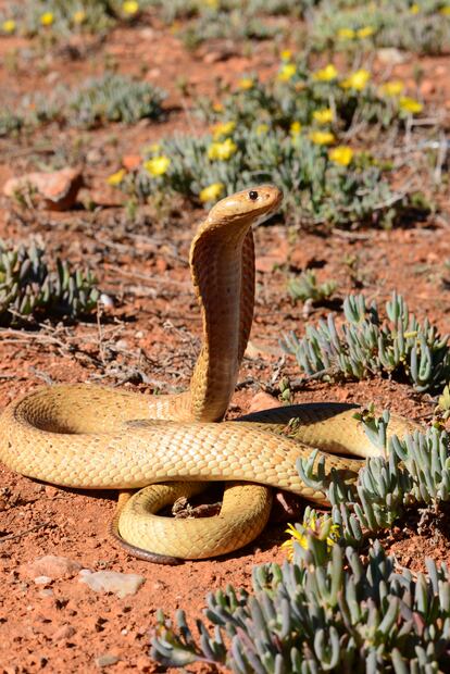 Cobra del Cabo ('Naja nivea').