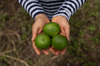 Tras la explotación de su finca con el cultivo de limón Tahití, el siguiente paso que quiere dar Adriana María España es conseguir el certificado orgánico. “Vamos lentos en el proceso, pero seguros, aprendiendo todas las técnicas de buenas prácticas”.