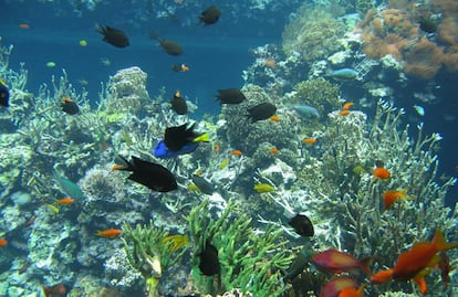 El arrecife del zoo, con los peces que lo habitan.