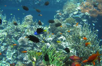 El arrecife del zoo, con los peces que lo habitan.