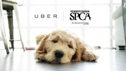 Campaña promocional para adoptar animales a través de la compañía Uber.