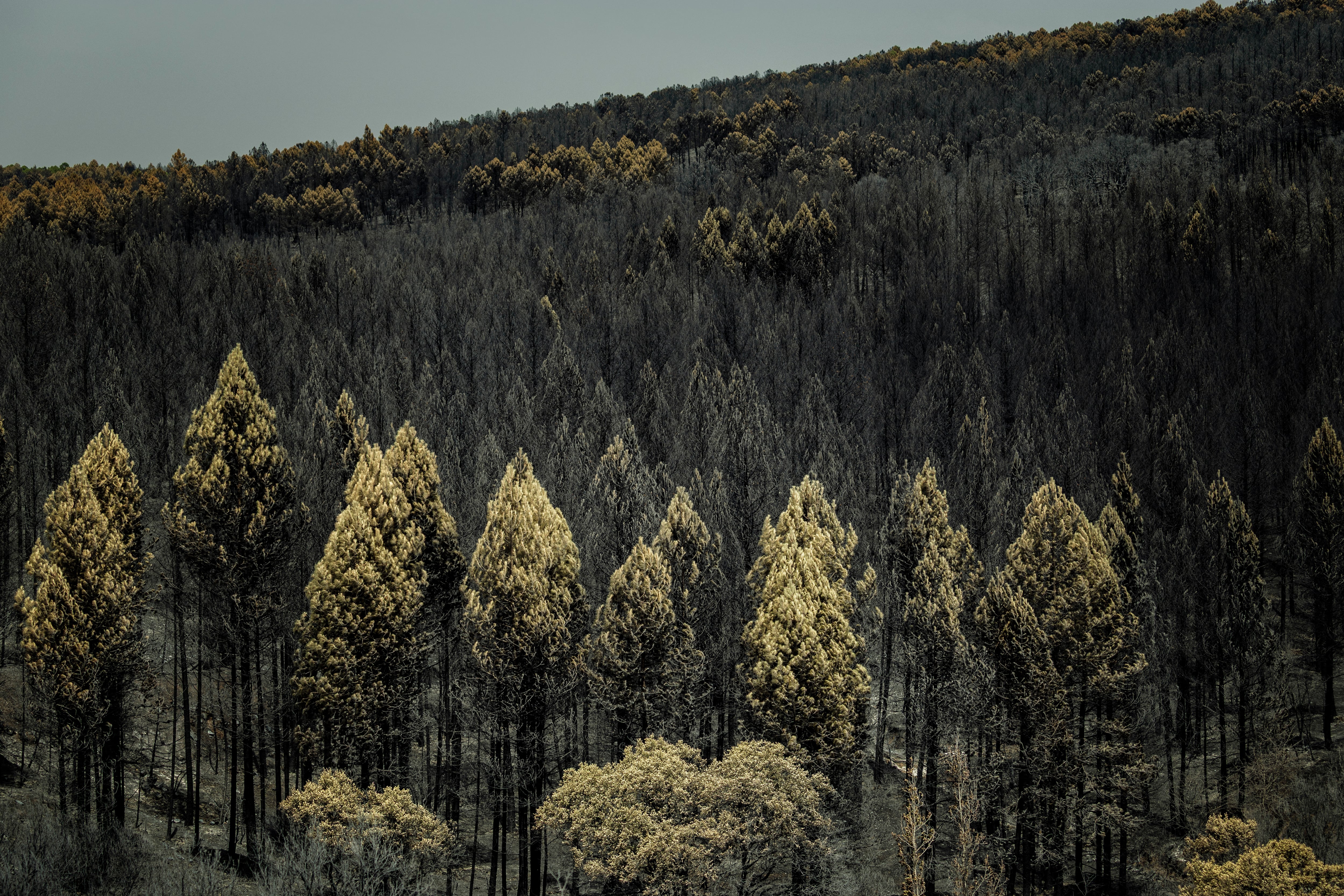 Un bosque afectado por el incendio de La Mierla (Guadalajara), el pasado mes de julio.