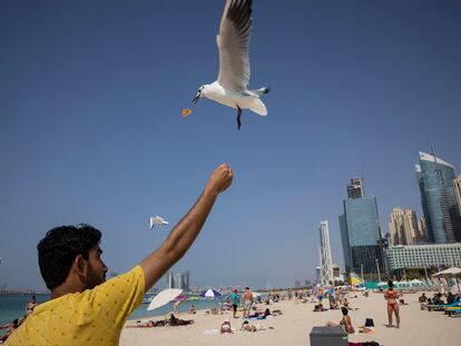 Un hombre da de comer a las gaviotas en Marina Beach, la zona playera de Dubái, el pasado febrero.