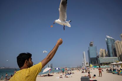 Un hombre da de comer a las gaviotas en Marina Beach, la zona playera de Dubái, el pasado febrero.