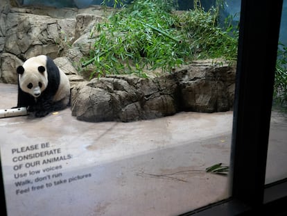 Giant panda Xiao Qi Ji
