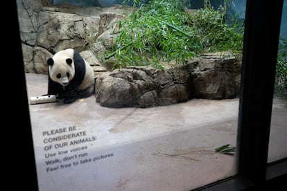 Giant panda Xiao Qi Ji