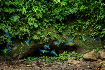 Loros en el Parque Nacional Yasuní.