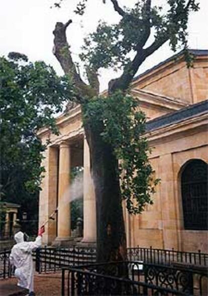 Un jardinero fumiga el mítico árbol ante la Casa de Juntas.