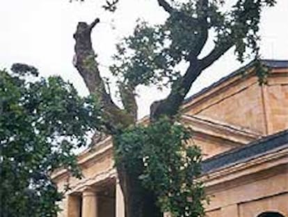 Un jardinero fumiga el mítico árbol ante la Casa de Juntas.