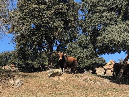 Un toro de la ganadería de Montealto, en la sierra madrileña.