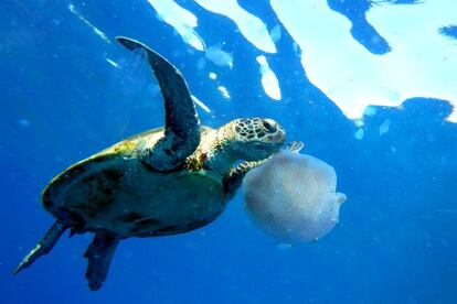 Una tortuga verde en aguas de Australia.