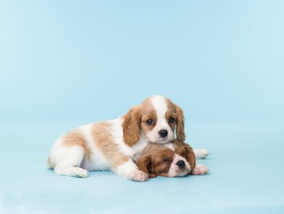 Dos cachorros de la raza Cavalier King Charles Spaniel.