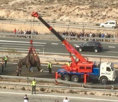 Labores de rescate de uno de los elefantes que transportaba el camión accidentado en la A-30 a la altura de Pozo Cañada, en Albacete.