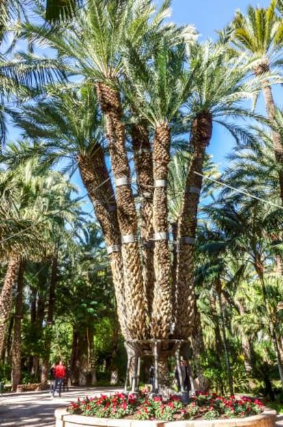 El palmeral de Elche, con 500 hectáreas, es patrimonio mundial de la Unesco.