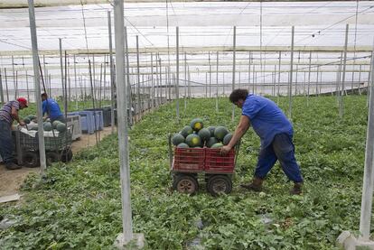 Trabajadores de un invernadero de El Ejido recolectan sandías.