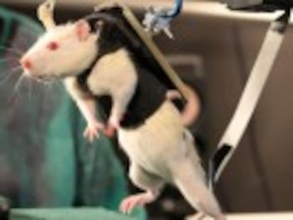 Científicos europeos toman el control de las patas de ratas parapléjicas y consiguen que caminen más de 25 minutos