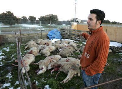 Ovejas muertas de la ganadería Silmos, en Aldearrodrigo, por el ataque de un lobo.