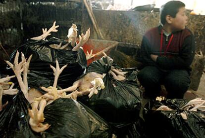 Un niño chino, junto a pollos de una venta al por mayor en un mercado de Pekín.