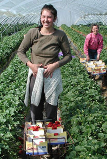 Gabriela y María, dos trabajadoras rumanas, en la recogida de la fresa.