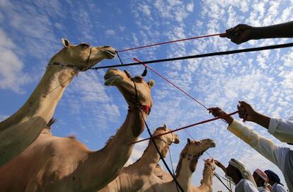 Camellos en un concurso de belleza durante el festival 'Sheikh Sultan Bin Zayed al-Nahyan', en Abu Dhabi (Emiratos Árabes Unidos).